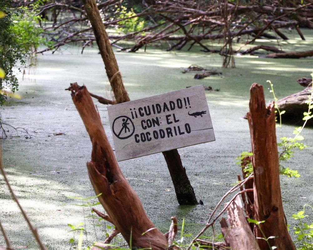 Ruta por la selva