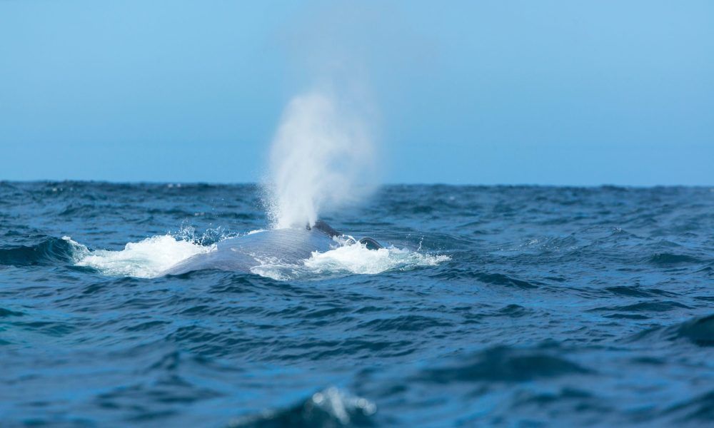 BLUE WHALE (Balaenoptera musculus)