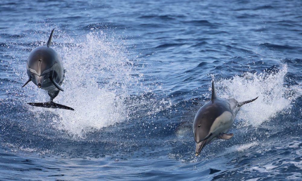 two dolphins jumping